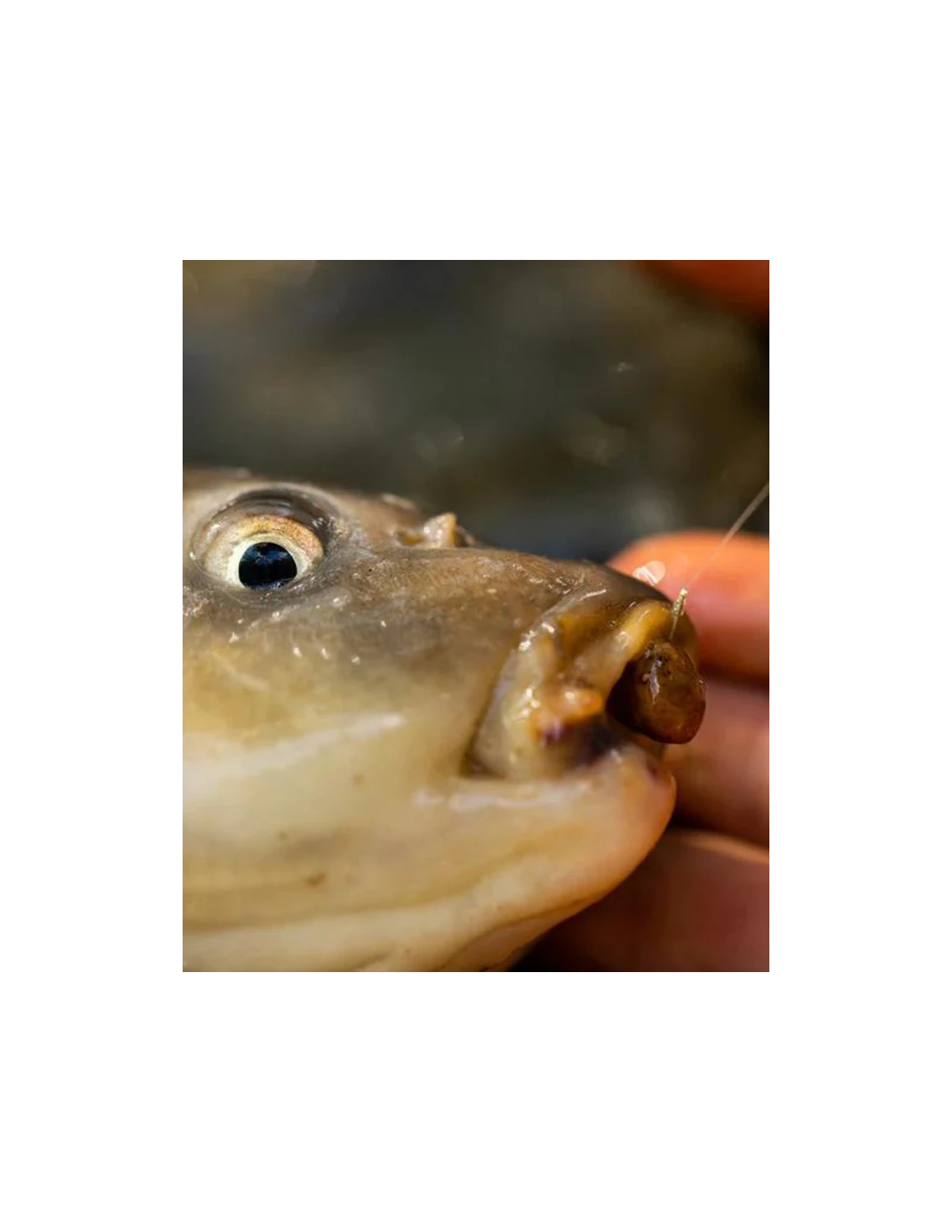 FJUKA BAIT PELLET 2IN1 FATBOY 10MM NATURAL FJUKA BAIT 4 FJUKA BAIT PELLET 2IN1 FATBOY 10MM NATURAL FJUKA BAIT - Image 2