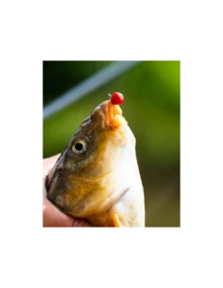 FJUKA BAIT PELLET 2IN1 FATBOY 10MM RED FJUKA BAIT -Fishing Gear Verkoop fjuka bait pellet 2in1 fatboy 10mm red fjuka bait 3