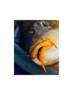 FJUKA BAIT PELLET HOOK & FEED 2IN1 NATURAL FJUKA BAIT -Fishing Gear Verkoop fjuka bait pellet hook feed 2in1 natural fjuka bait 3