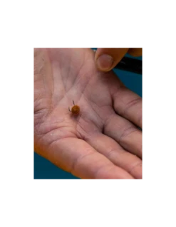 FJUKA BAIT PELLET HOOK & FEED 2IN1 NATURAL FJUKA BAIT -Fishing Gear Verkoop fjuka bait pellet hook feed 2in1 natural fjuka bait 4